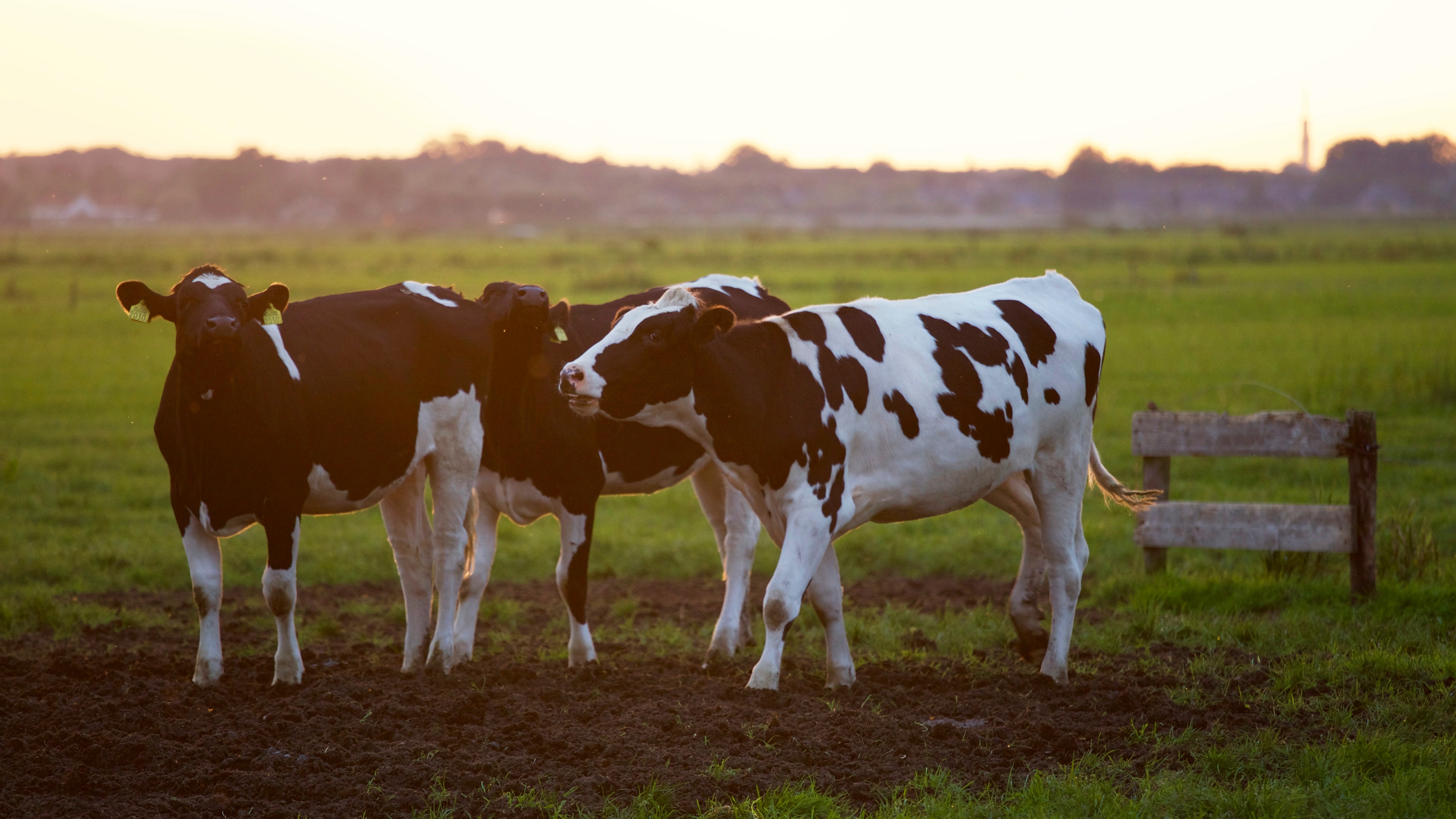 agriculture-animal-animal-photography-422218