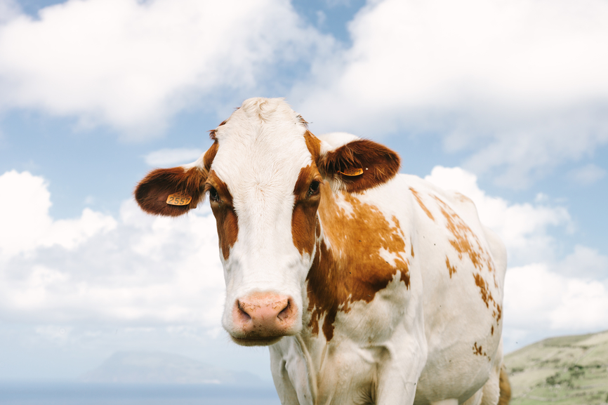 Fresian cattle in the idycllic setting of Flores Island in the Azores, Portugal.