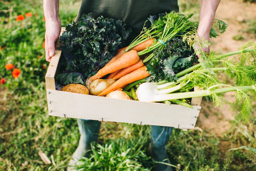 Closeup Of Farmer Holding Organic Vegetables Box.