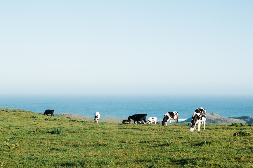 Dairy Cows In Green Pasture Beside The Pacific Ocean.