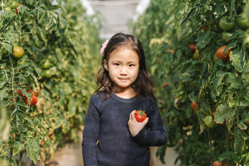 Young Girl Picking Tomato In Greenhouse
